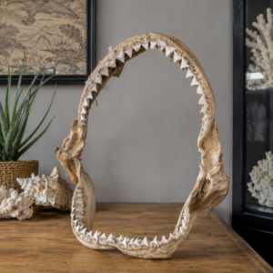 Genuine Shark Jaw with Teeth – Natural Curiosity Display