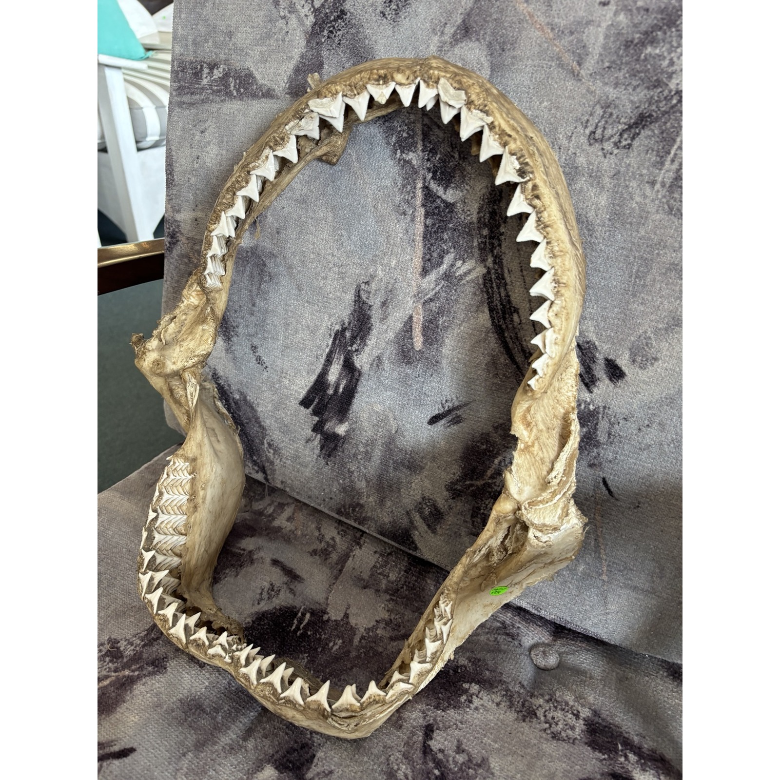 Genuine Shark Jaw with Teeth – Natural Curiosity Display - Image 4