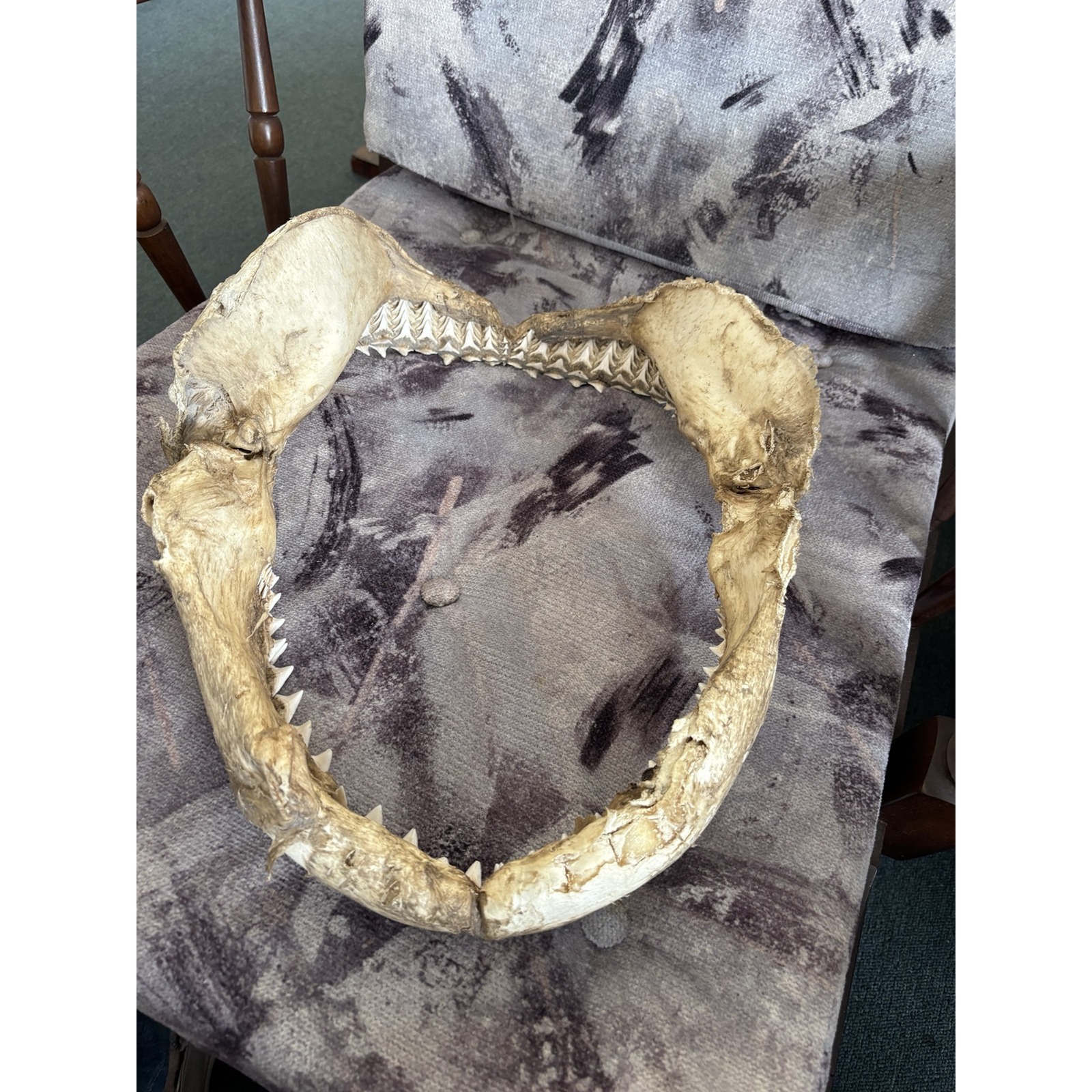 Genuine Shark Jaw with Teeth – Natural Curiosity Display - Image 3