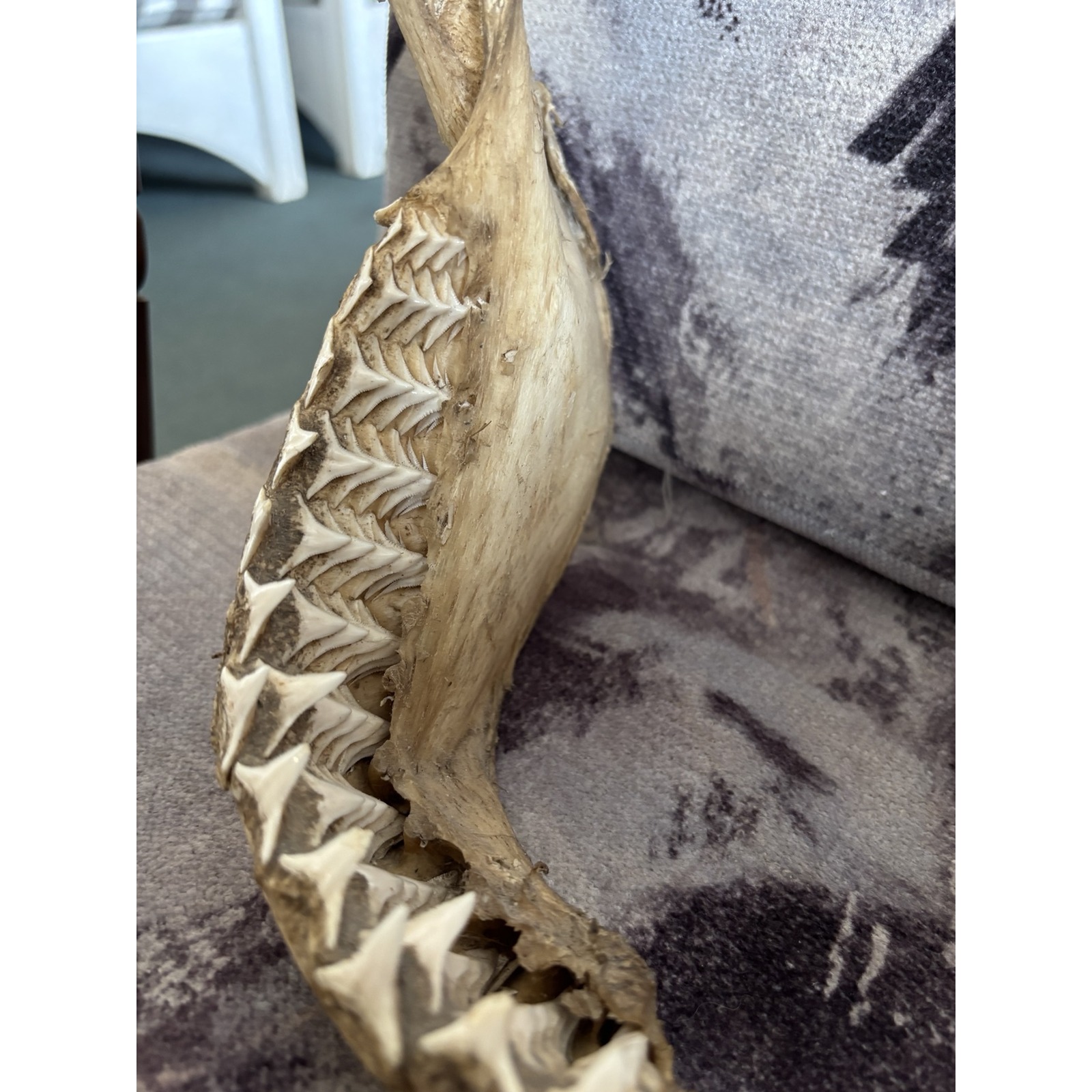 Genuine Shark Jaw with Teeth – Natural Curiosity Display - Image 2